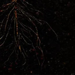 Profile picture of Prajwal Kad